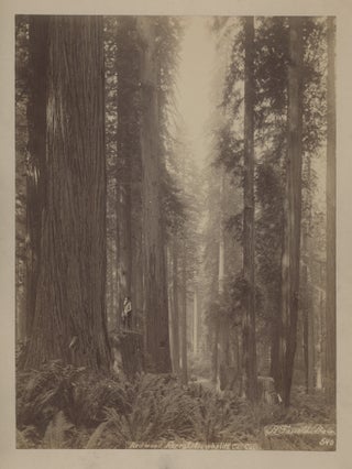 Two Albumen Photographs of Lumbering in Eureka, Calif., c. 1890.