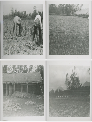 Photo Album of a US Marine in Okinawa, Taiwan, and Korea, c. 1950s–1960s, with a Series Likely Documenting the Land and Crop Projects of the Sino-American Joint Commission on Rural Reconstruction in Taiwan.