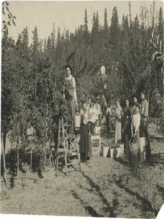 Item #List2925 Photograph of German Immigrants Working on an Apple Orchard. Agricultural History...