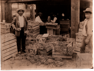 Item #List2960 Ten Photographs of Japanese Immigrants and Laborers in California in the Early...