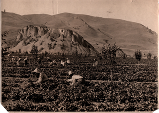 Ten Photographs of Japanese Immigrants and Laborers in California in the Early 1900s.