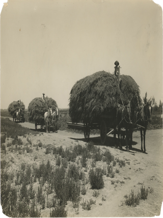 Fourteen Photographs of US Alfalfa Farms.