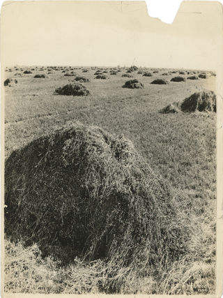Fourteen Photographs of US Alfalfa Farms.