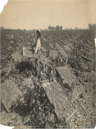 Item #List3115 1901 Photograph of a Young Man Working on a Fresno Raisin Farm.. California...