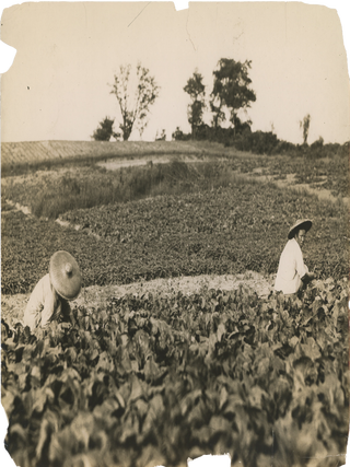 Five Photographs of Chinese Farmworkers in New York.