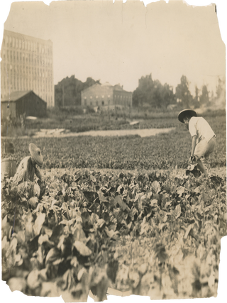 Five Photographs of Chinese Farmworkers in New York.