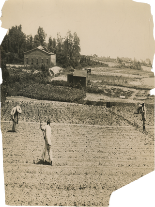 Five Photographs of Chinese Farmworkers in New York.