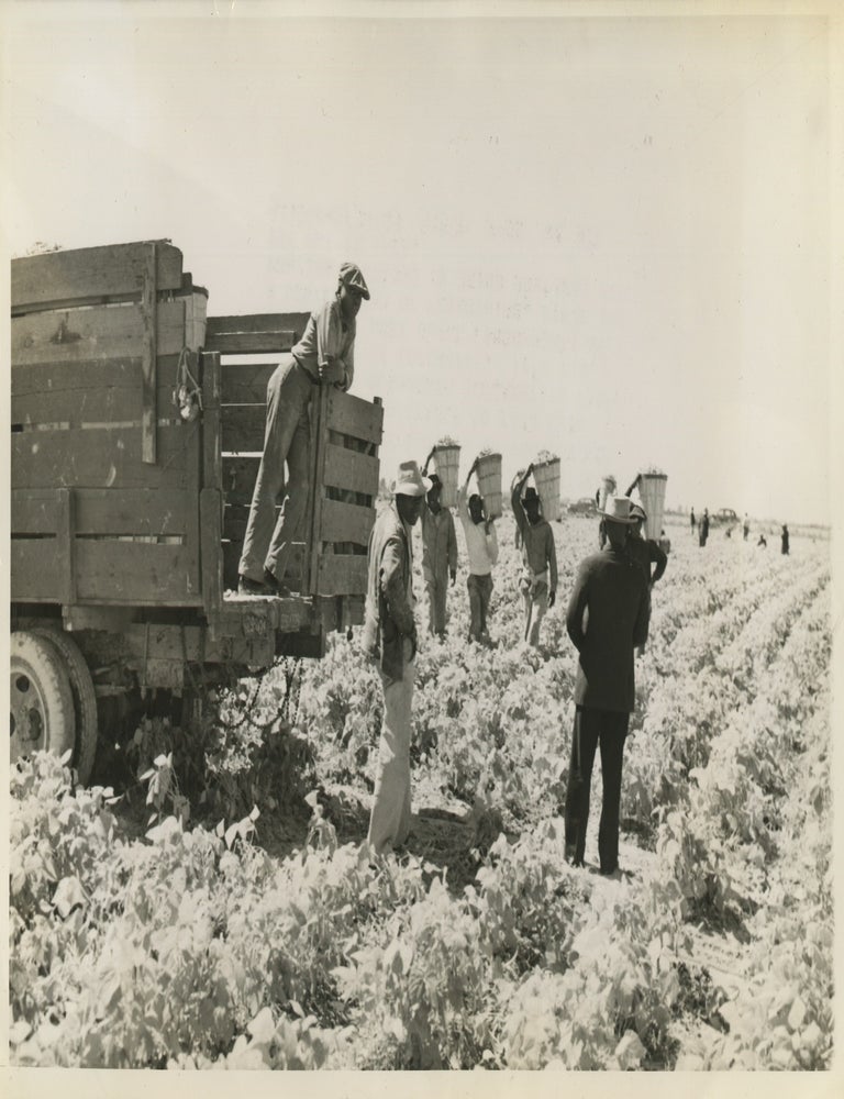 Item #List3815 1943 Press Photo of African American Men Working a Farm in the Drained Everglades. African-Americana &ndash; Florida Everglades &ndash; Agriculture &ndash; Environmental History, Unknown Photographer.