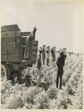 Item #List3815 1943 Press Photo of African American Men Working a Farm in the Drained Everglades....