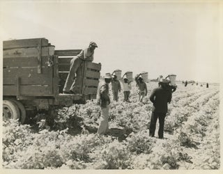 Item #List3815 1943 Press Photo of African American Men Working a Farm in the Drained Everglades....